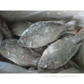 Frozen Fish IQF Gutted Whole Tilapia In Bulk